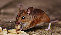 24 Hour & Emergency Exterminators in Cornwall Borough, PA